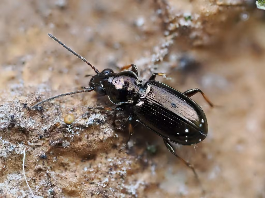 Hastings riverbank ground beetle, photo 2 of 5