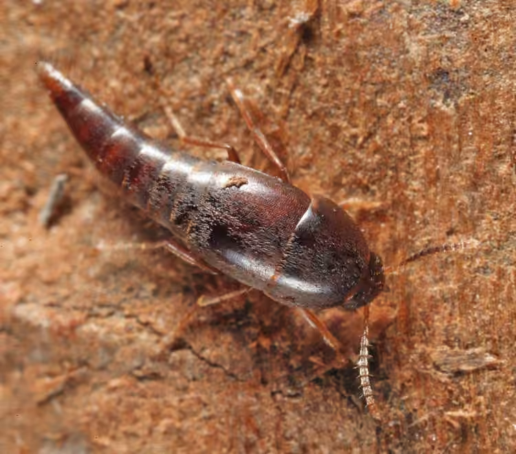 Staph beetle