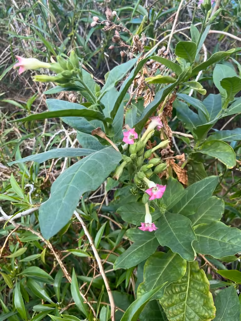 Tabac commun, En fleurs