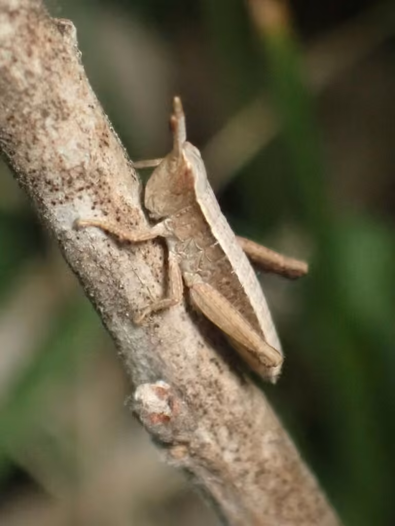 Sprinkled Locust, Nymph
