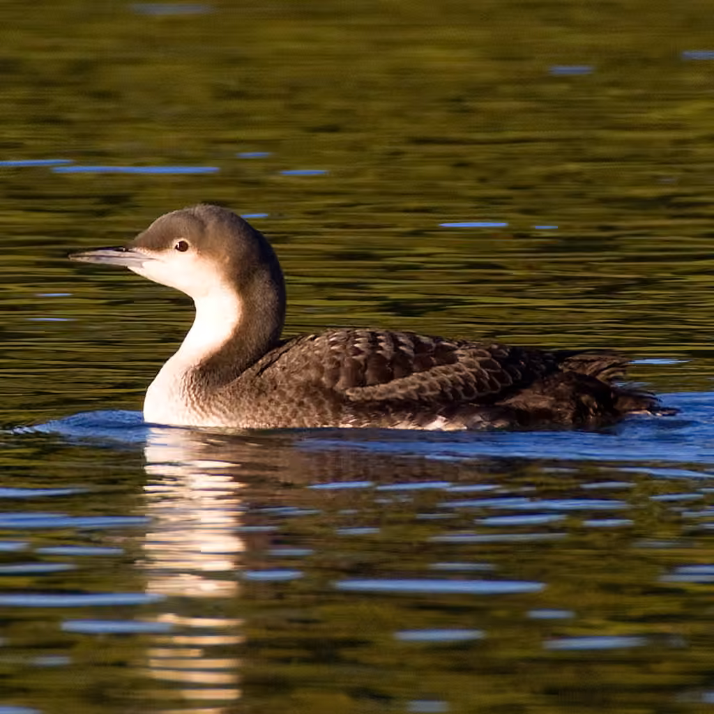 Plongeon du Pacifique, photo 3 sur 5