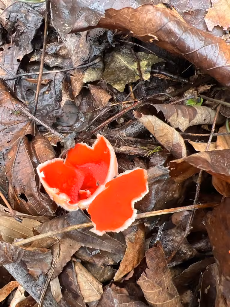 Sarcoscypha dudleyi, photo 3 of 5