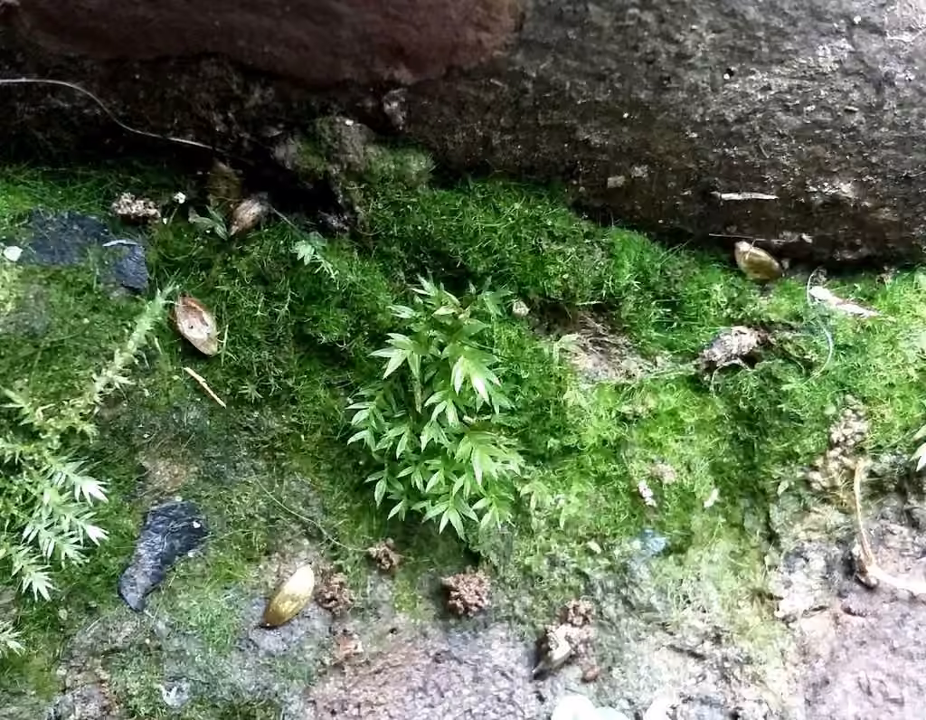 Pink-fruited Thread-moss, photo 1 of 5