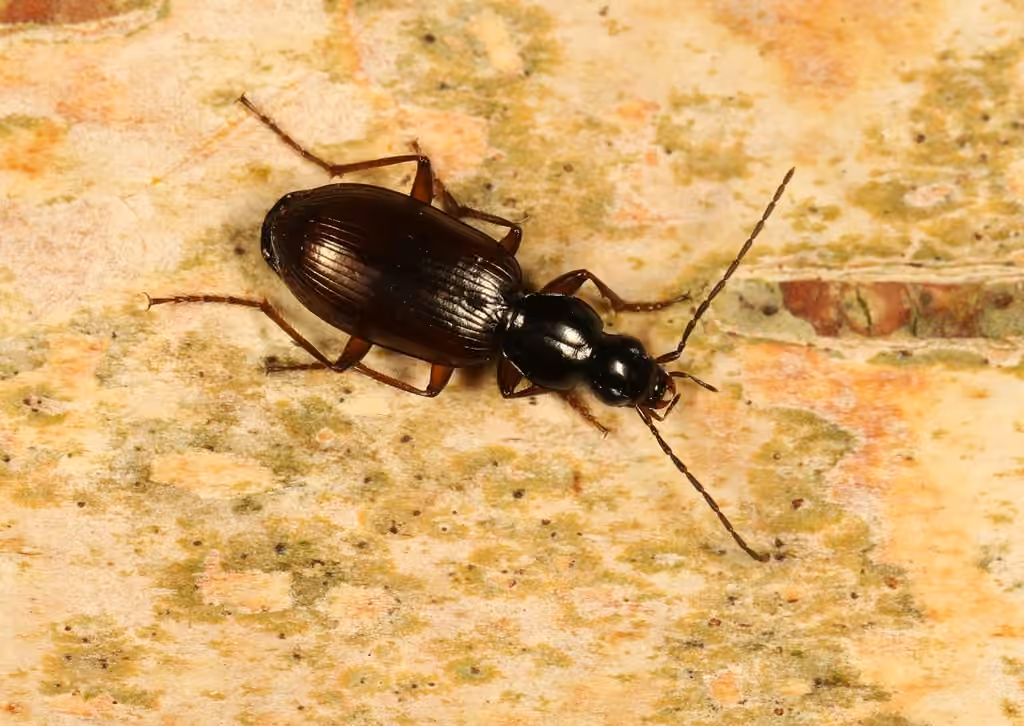 Thorey's harp ground beetle, photo 3 of 5