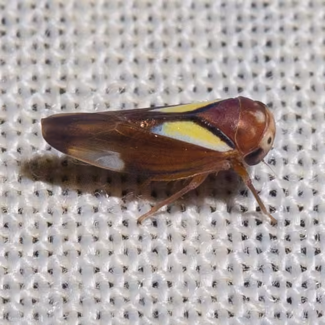 Balcanocerus provancheri, Adult
