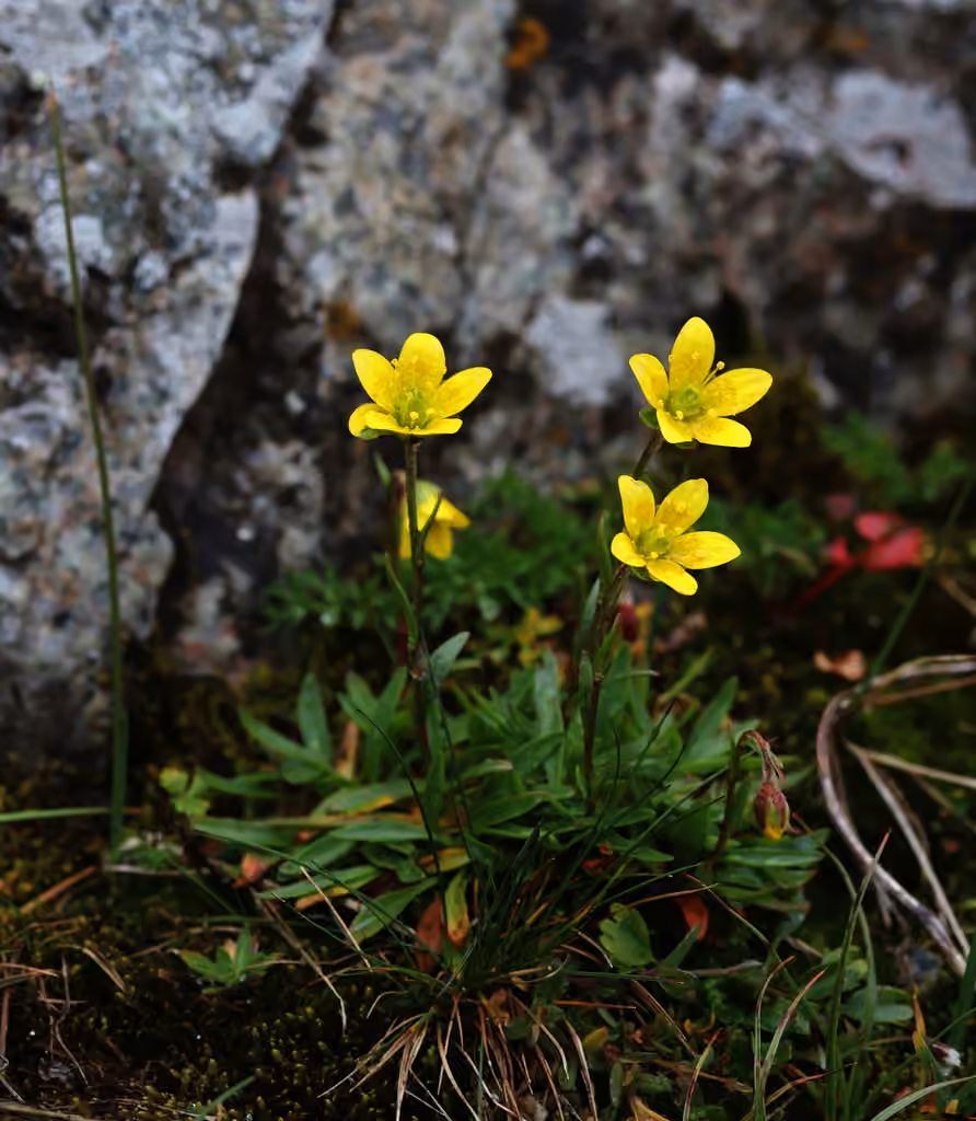 Yellow marsh saxifrage, photo 1 of 5