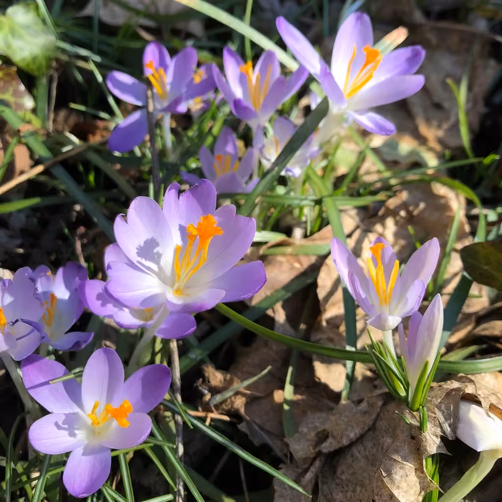 Crocus de Tommasini, En fleurs