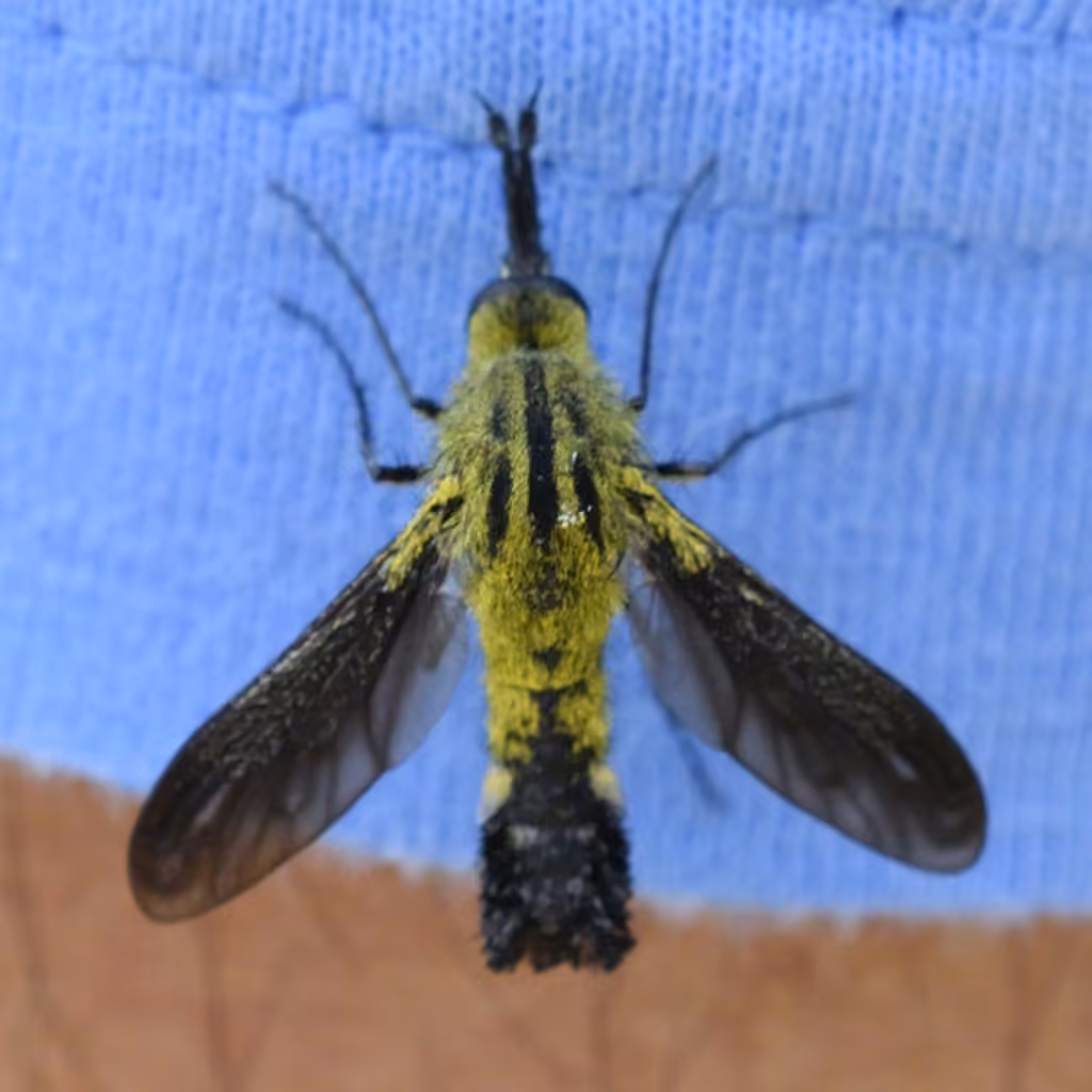 Bombyle jaune