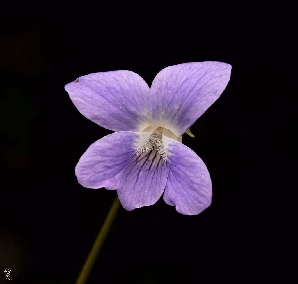 Violette septentrionale, photo 1 sur 5