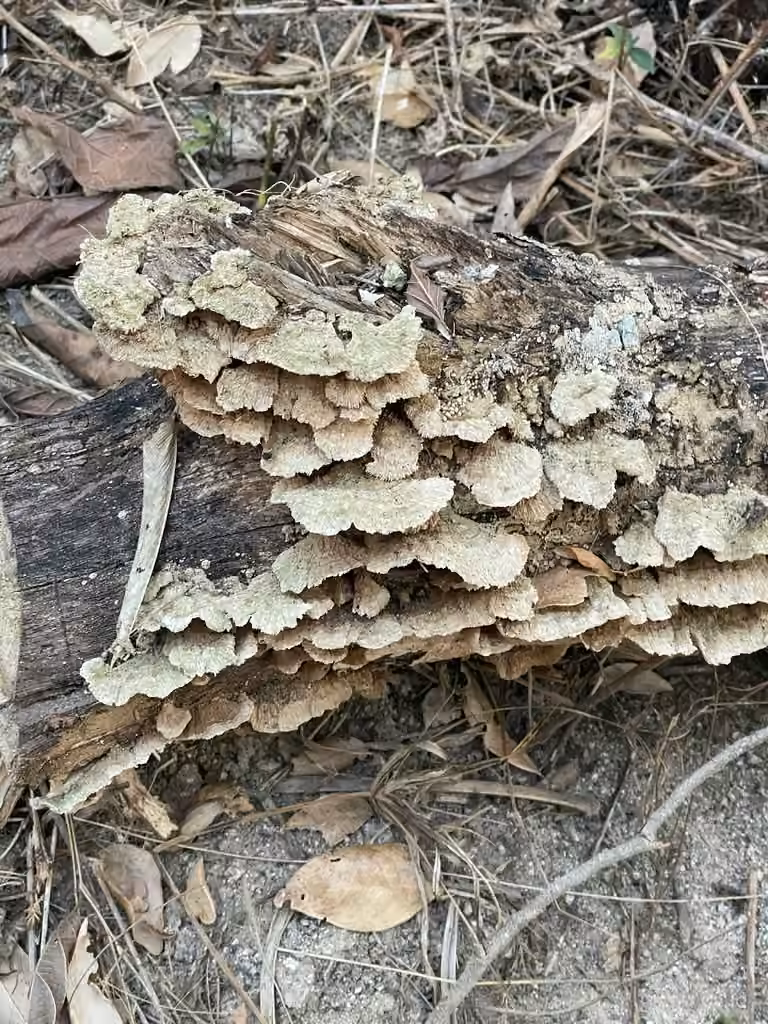 Tramète hirsute, photo 2 sur 5