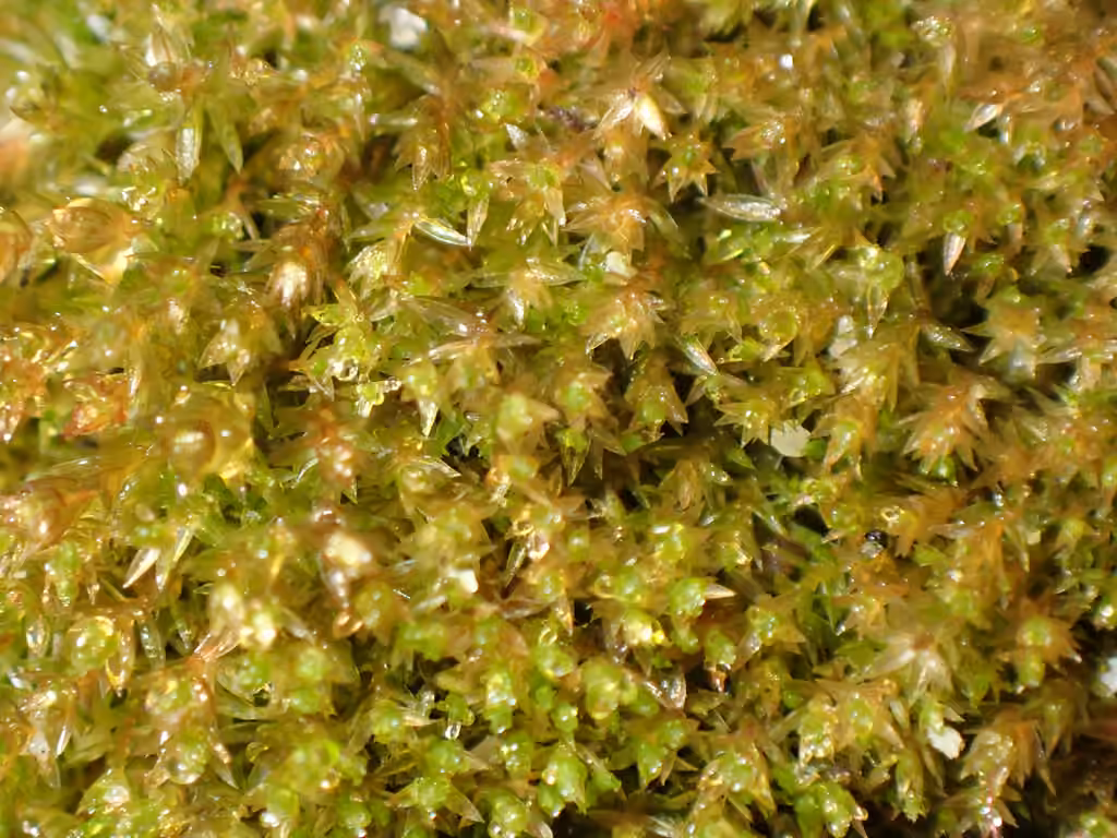 Bryum violet, photo 1 sur 5
