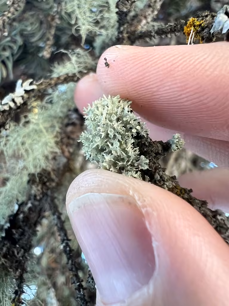 Punctured Bushy Lichen, photo 2 of 5