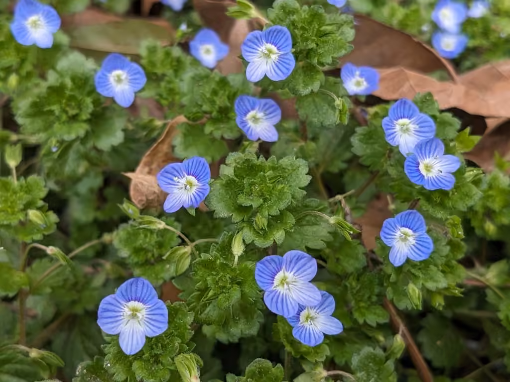 Véronique de Perse, En fleurs