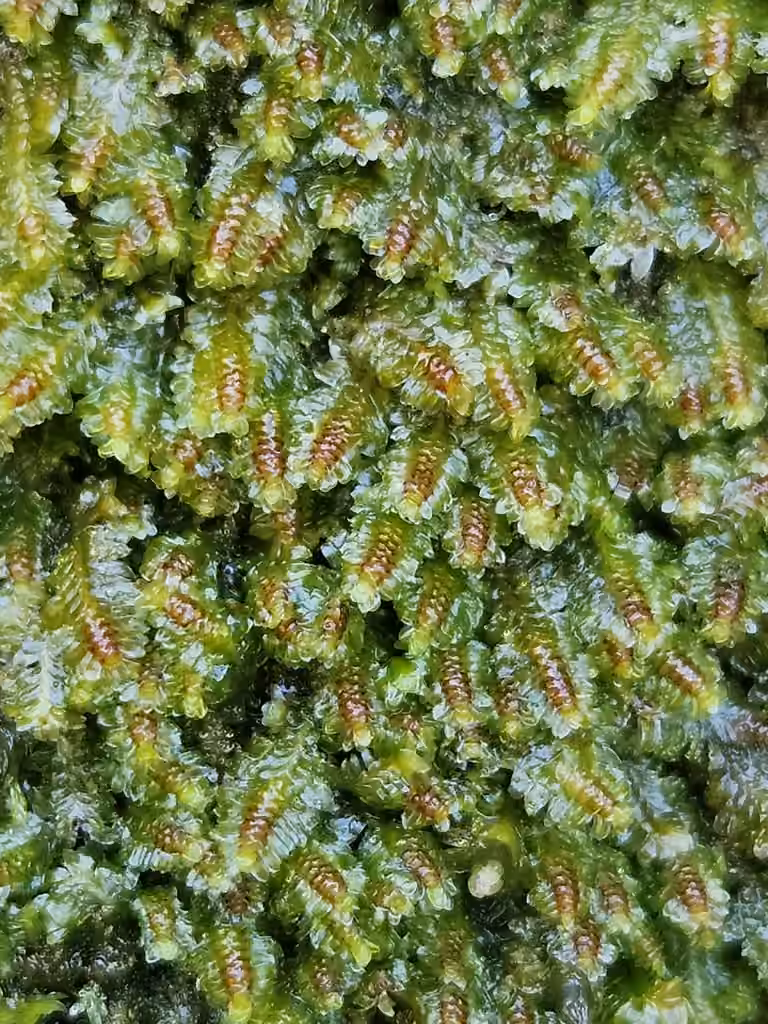 White Earwort, photo 2 of 5