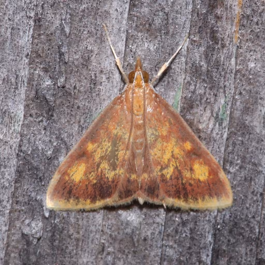 Mint-loving Pyrausta Moth, photo 2 sur 5