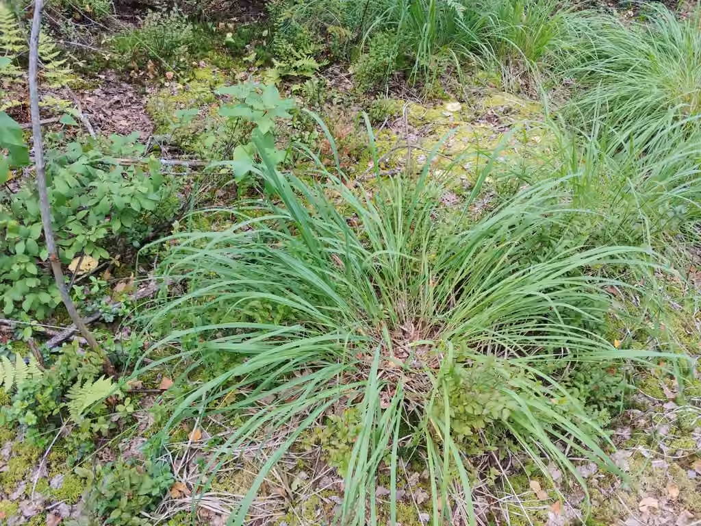 Purple moorgrass, photo 3 of 5