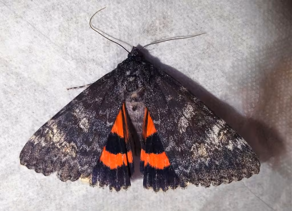 Briseis Underwing Moth, photo 1 of 5