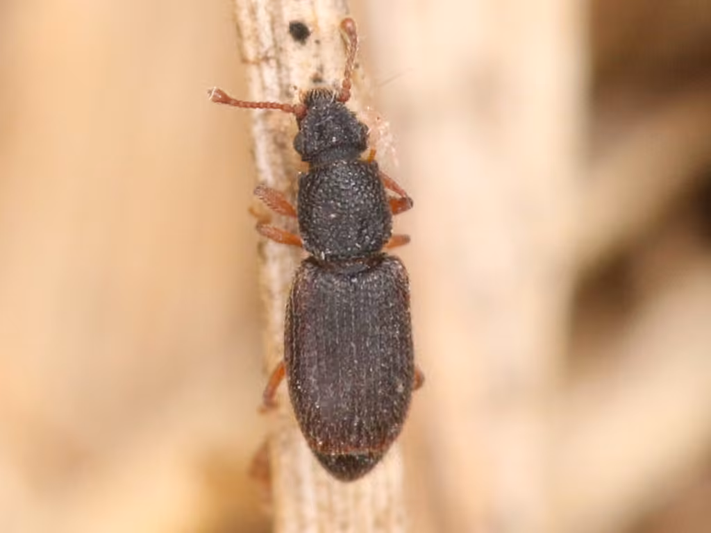 Monotome à pattes noires, photo 3 sur 5