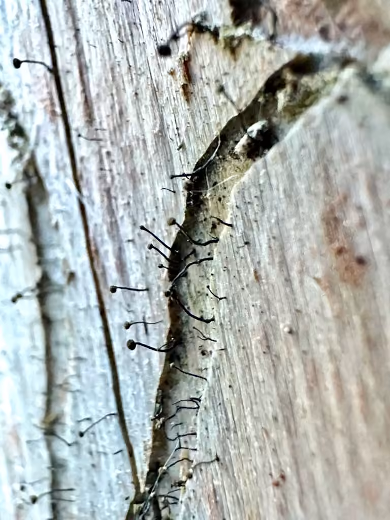 Mycocalicium lichen, photo 3 of 5