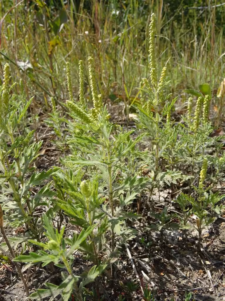 Herbe à poux vivace, En fleurs