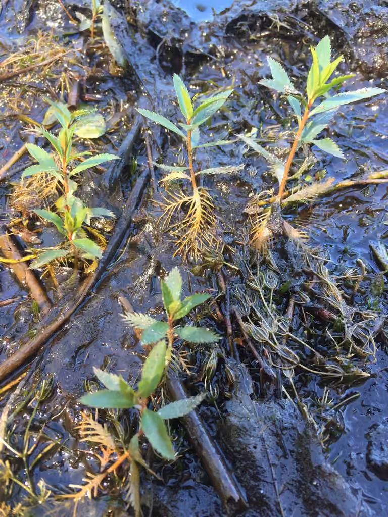 Marsh mermaid-weed, photo 3 of 5