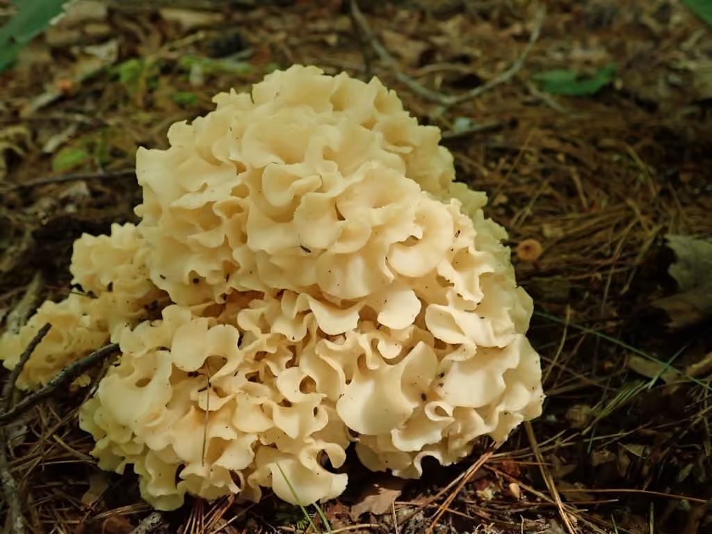 American cauliflower mushroom
