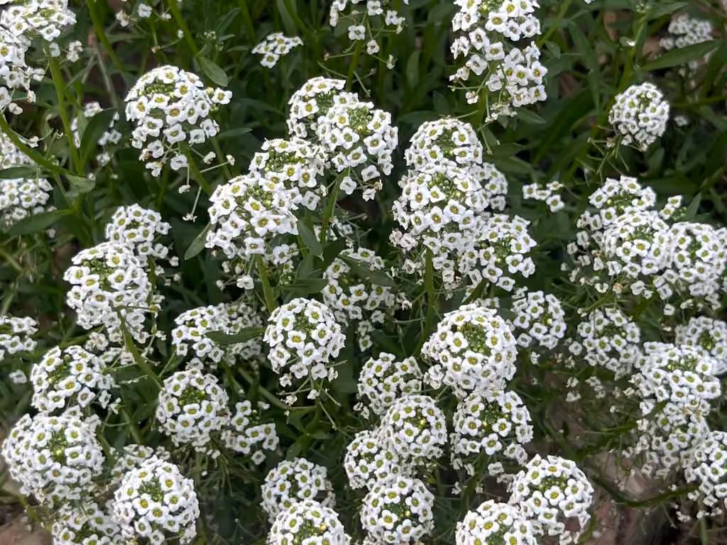 Sweet alyssum, photo 1 of 5
