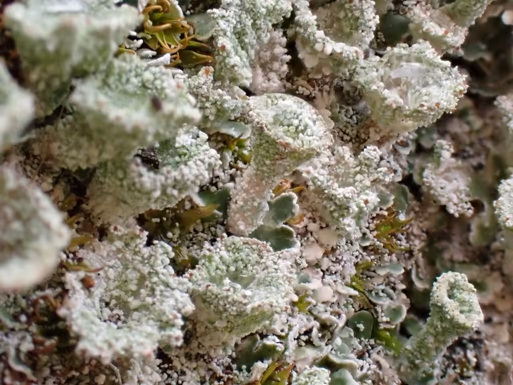 Cladonie vert foncé, photo 1 sur 5