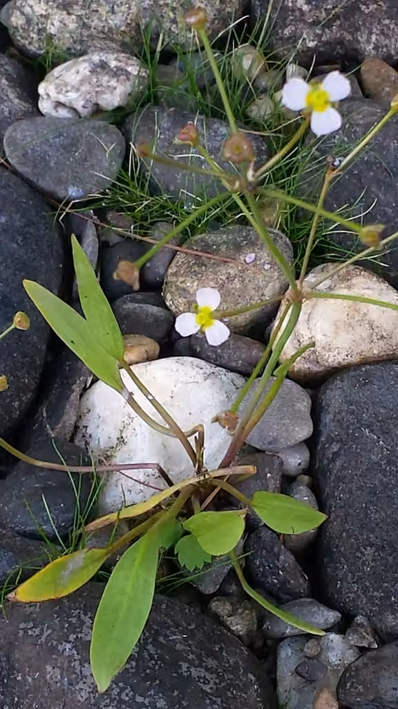 Alisma graminoïde, En fleurs