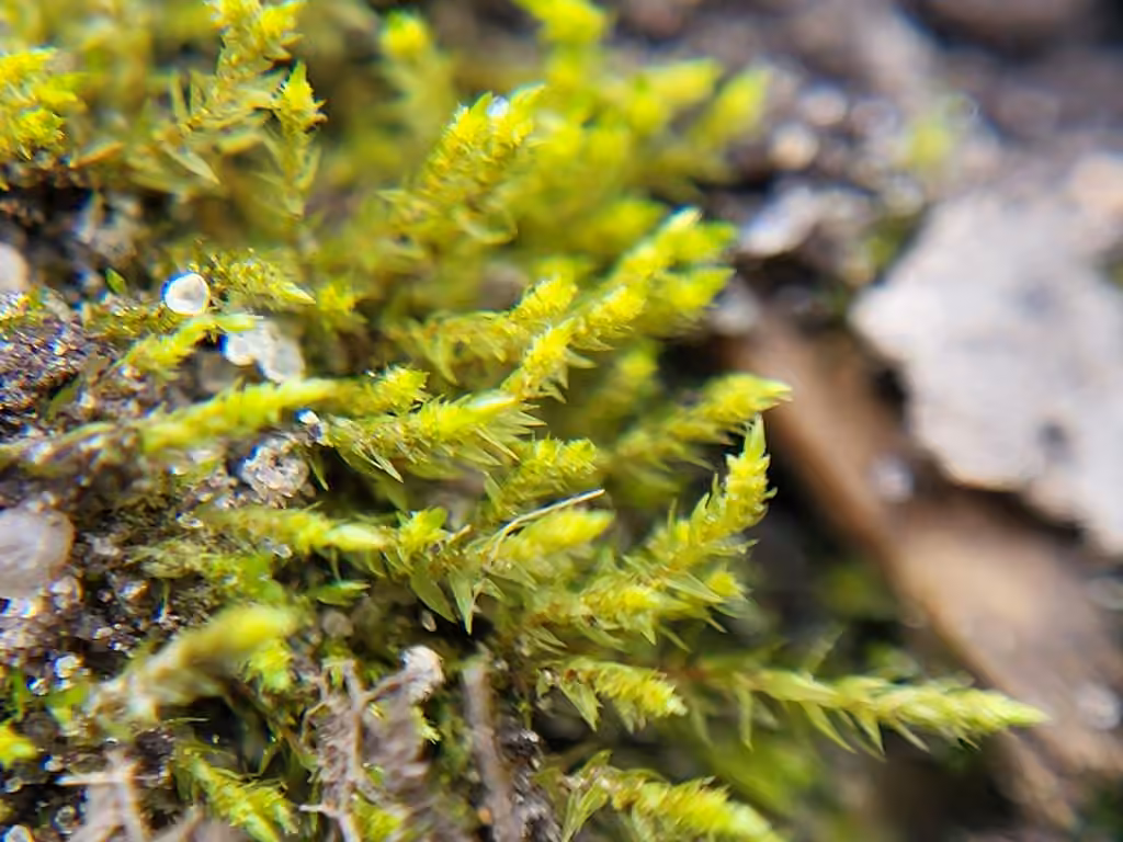 Pale-fruited Thread-moss, photo 2 of 5
