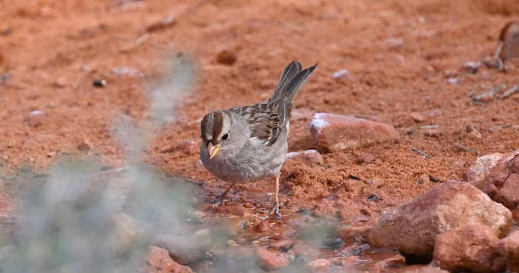 White-crowned Sparrow, Juvenile