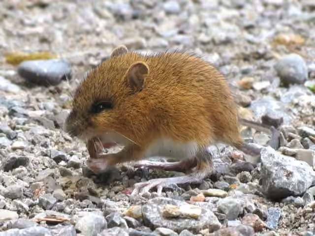 Souris sauteuse des bois, photo 3 sur 5