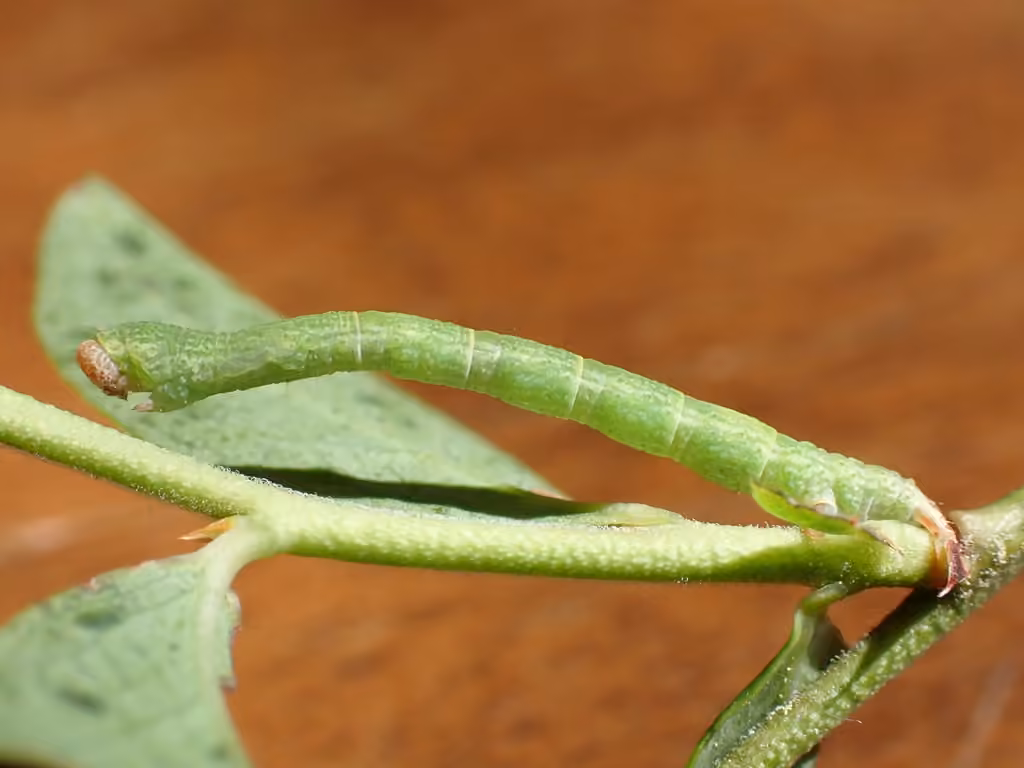 Sweetfern Geometer Moth, Chenille