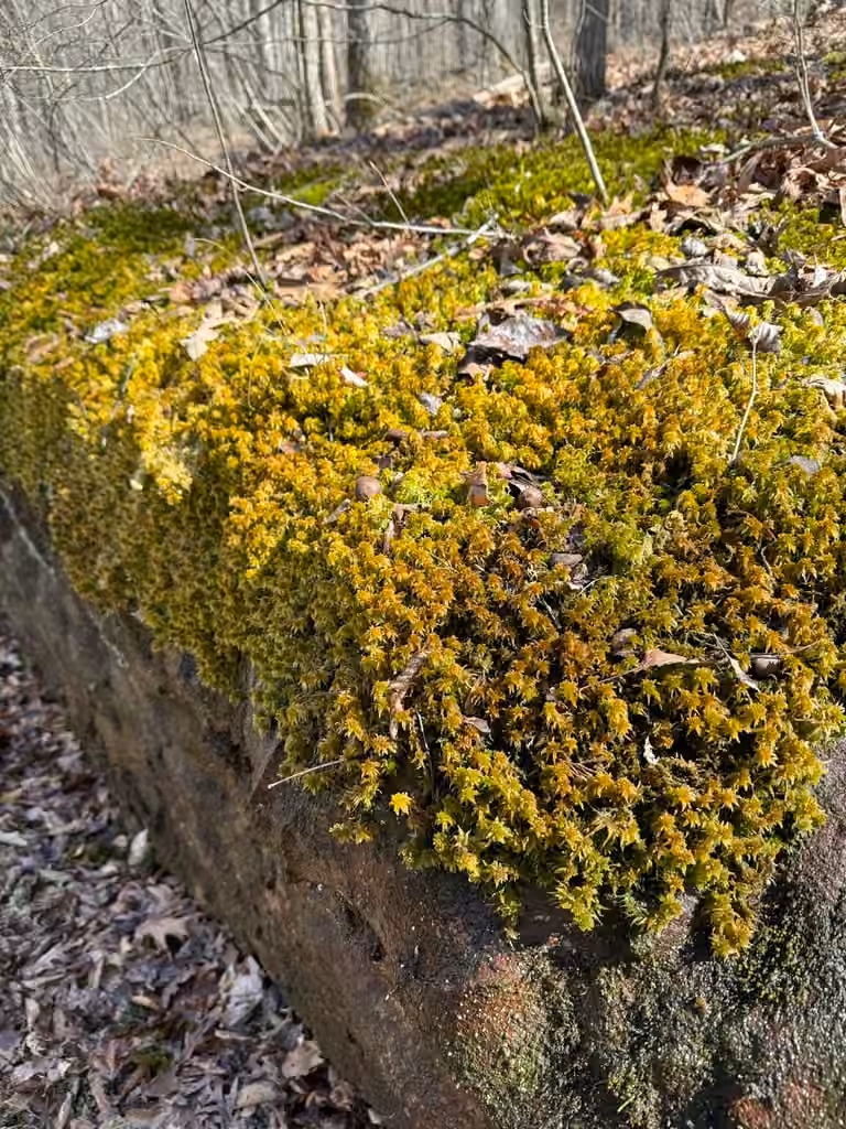Sphaigne de Lesquereux, photo 3 sur 5