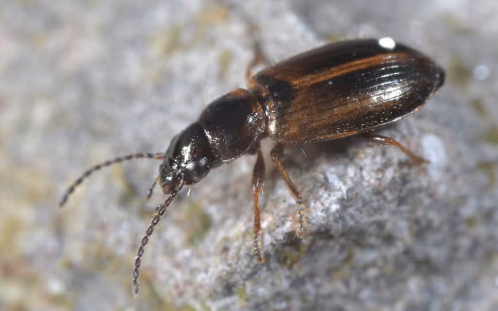 Kindred Ground Beetle, Adult