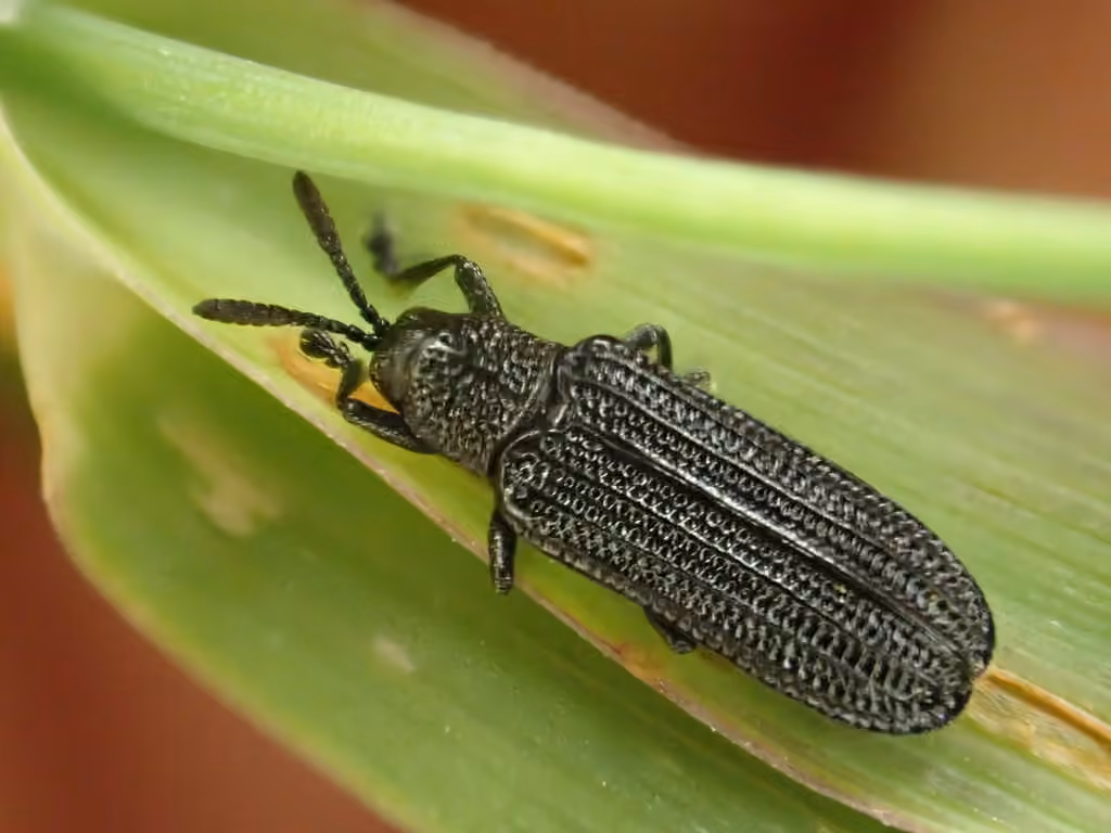 Black tortoise beetle, Adult