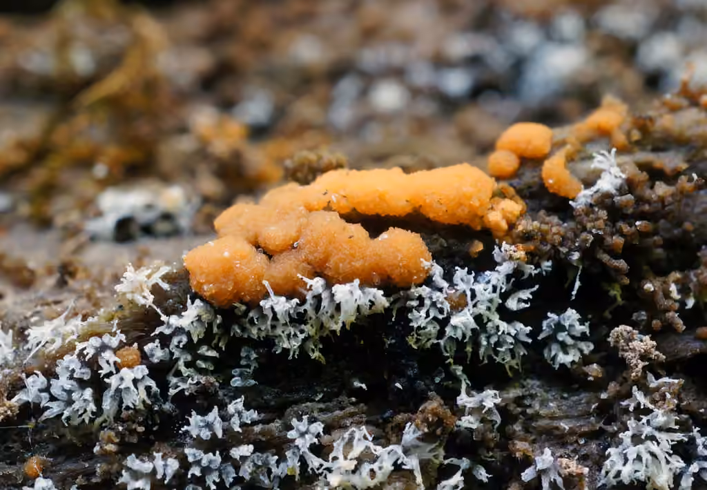 Sphaerosporium lignatile, photo 3 of 5
