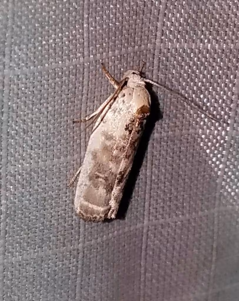 Pale Gray Bird-dropping Moth, photo 1 of 5
