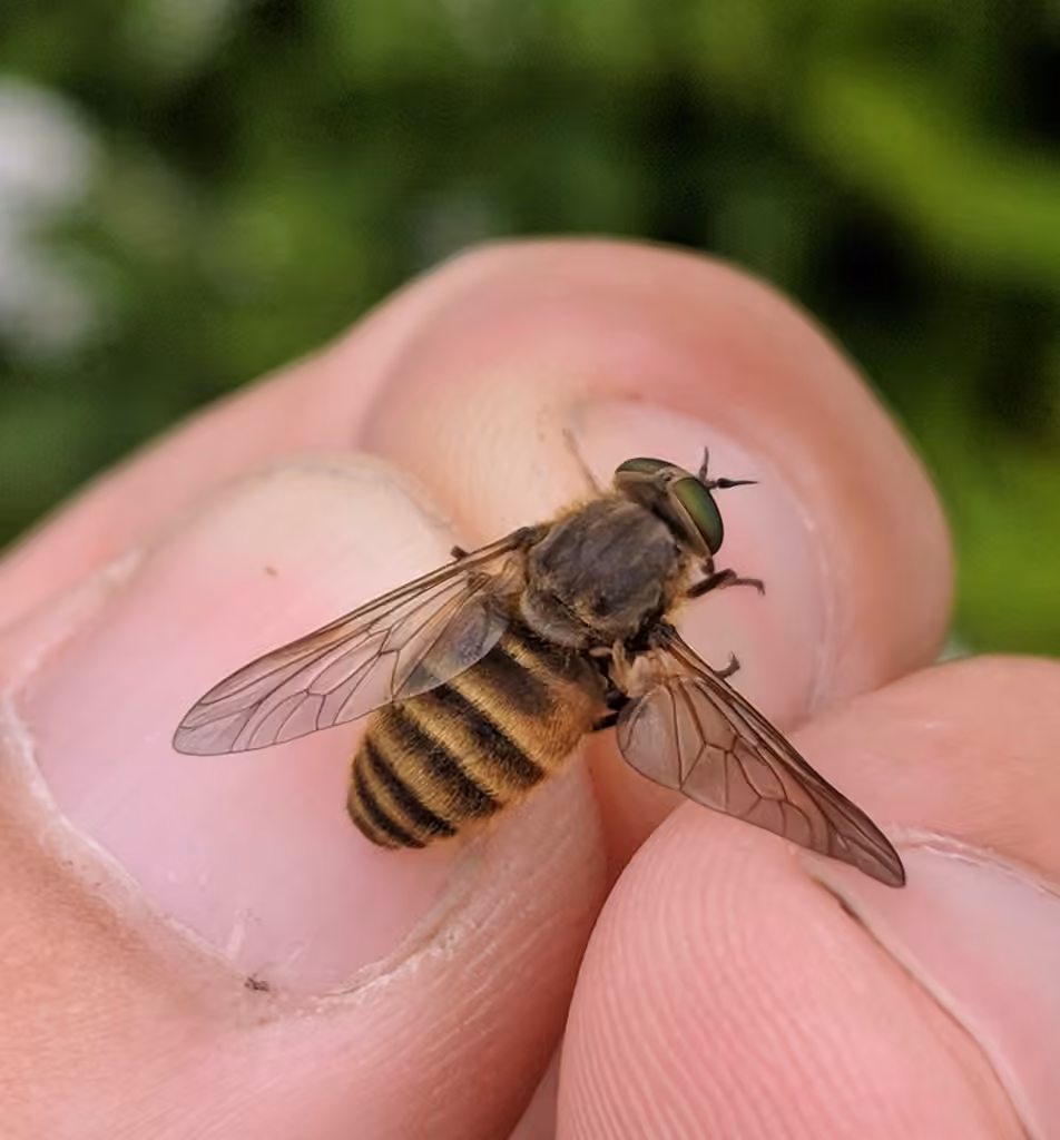 Tranquil horse fly, Female
