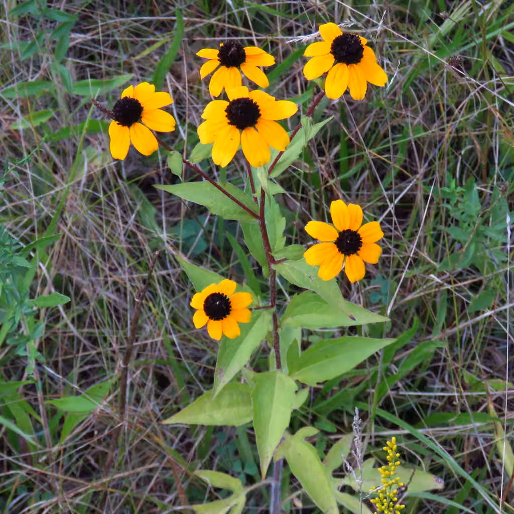 Rudbeckie trilobée