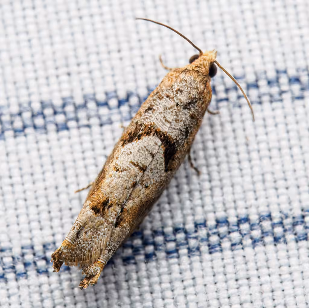 Pseudexentera sepia, Adulte