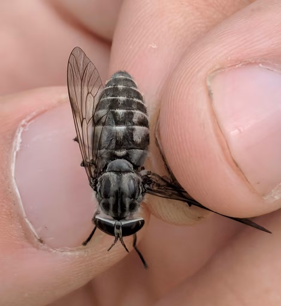 Small-headed horse fly, Adult