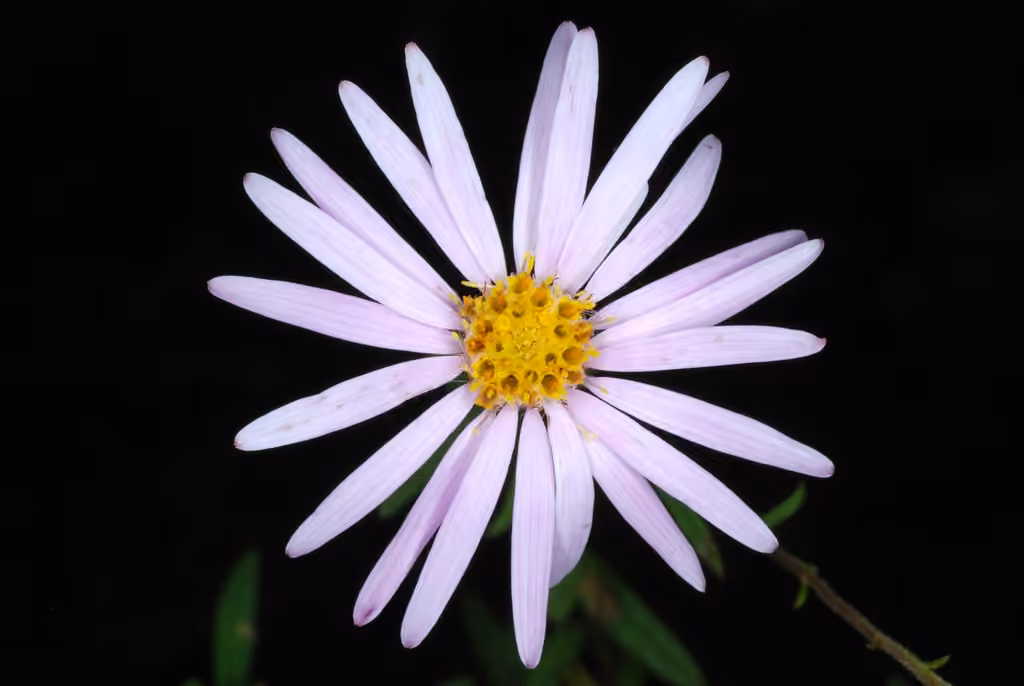 Bog aster, photo 1 of 5