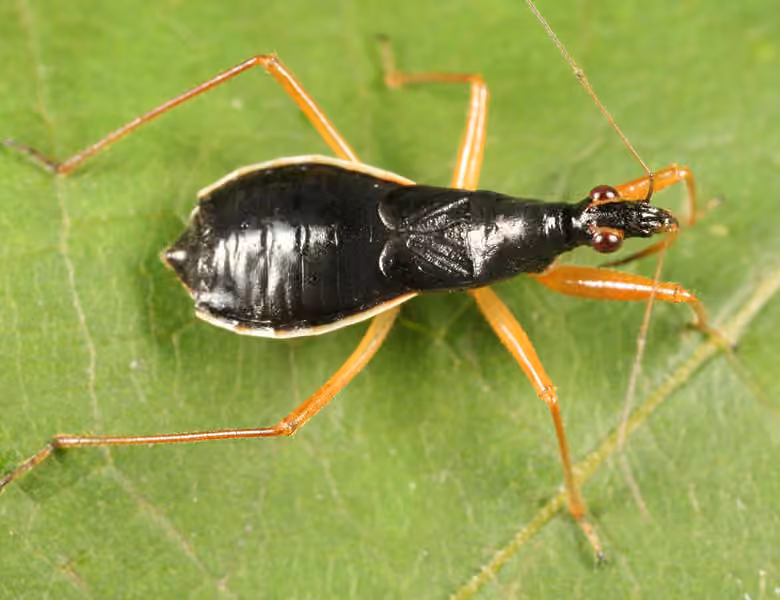 Punaise demoiselle noire