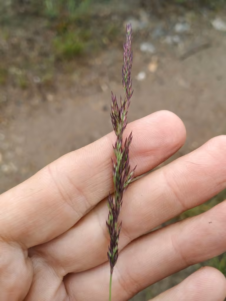 Lapland reedgrass, photo 3 of 5
