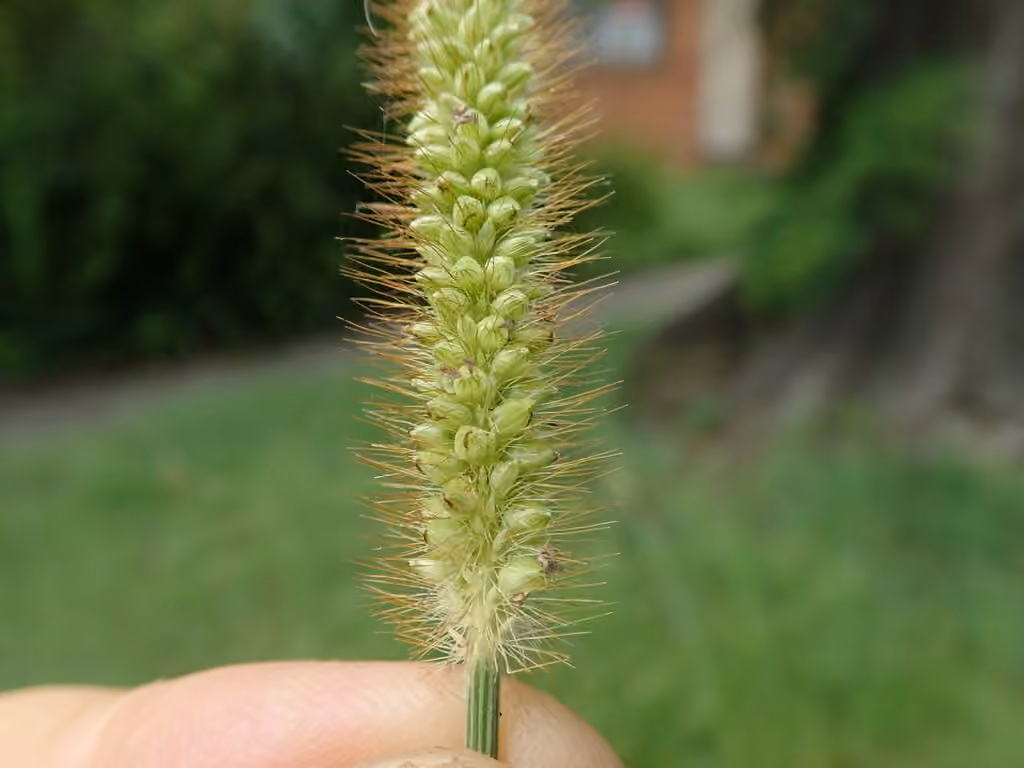 Yellow bristlegrass, In flower