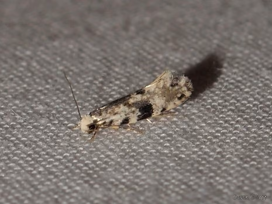 Nemapogon auropulvella, Adulte