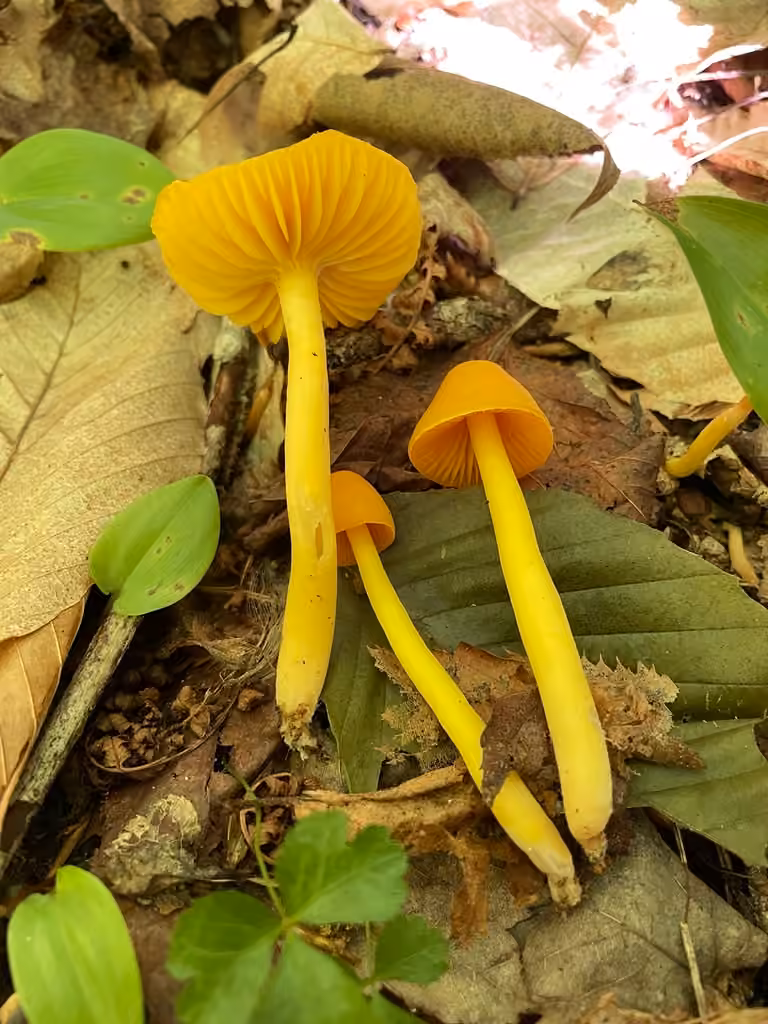 Humidicutis auratocephala, photo 3 sur 5