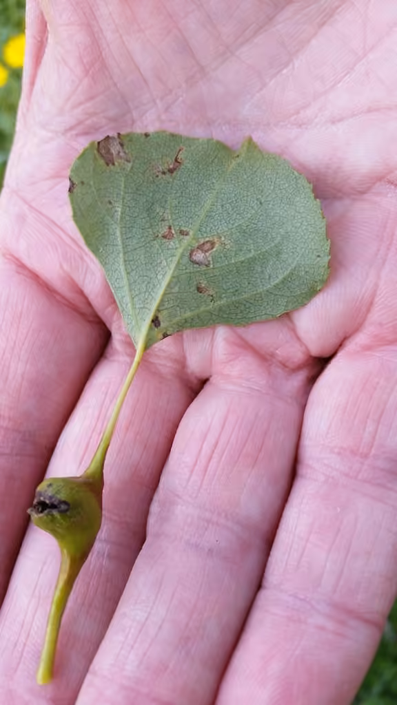 Lettuce aphid, photo 3 of 5