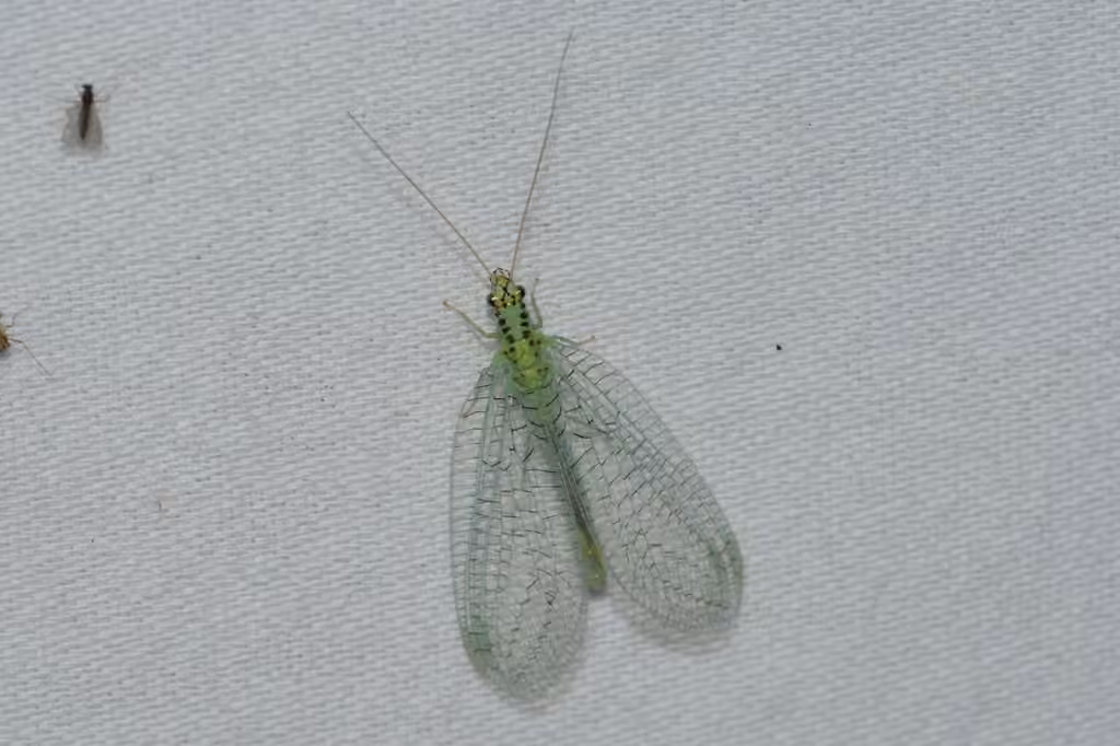X-marked Green Lacewing, photo 2 of 5